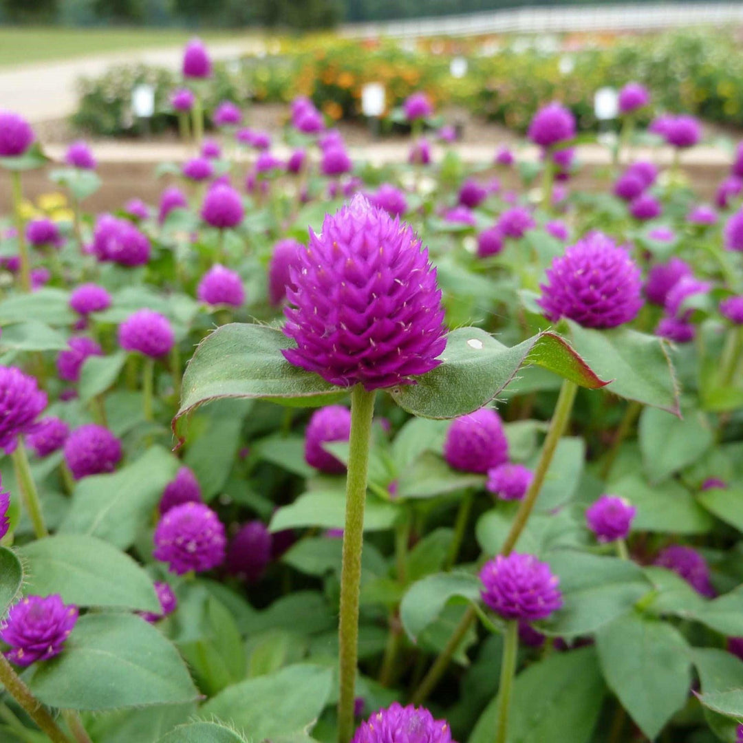Gomphrena 'PinballPurple' ~ Pinball™ Purple Globe Amaranth-ServeScape