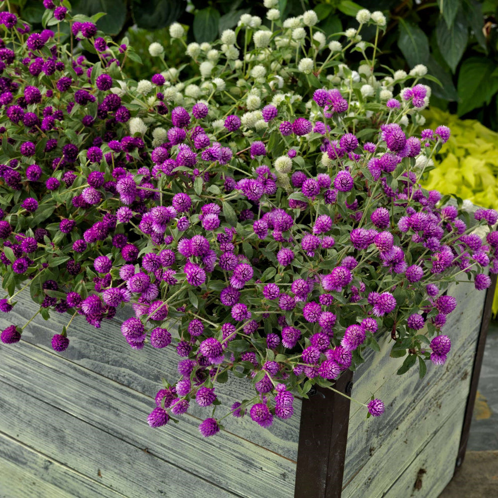 Gomphrena 'PinballPurple' ~ Pinball™ Purple Globe Amaranth-ServeScape