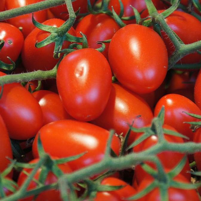 Solanum lycopersicum var. cerasiforme ~ Grape Tomato-ServeScape