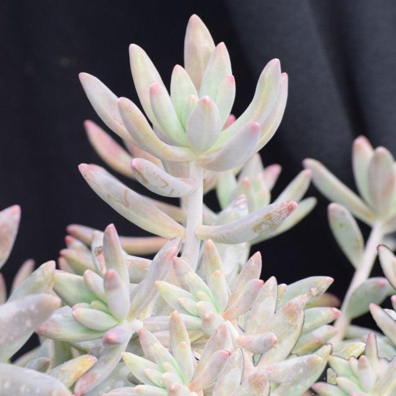 Graptosedum 'Darley Sunshine' ~ Darley Sunshine Graptosedum-ServeScape