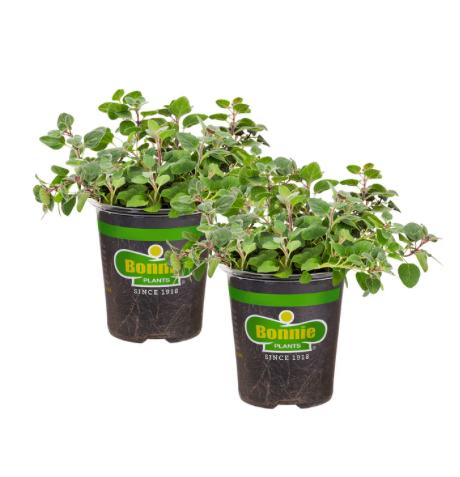 Assorted Herbs ~ Cool Season Herbs (4.5" pot)