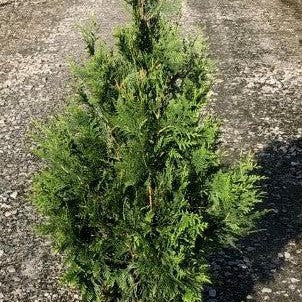 Thuja standishii x plicata 'Green Giant' ~ Green Giant Arborvitae-ServeScape