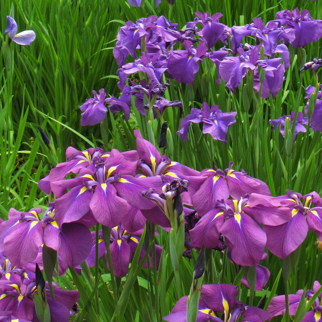 Iris ensata 'Ruby King' ~ Monrovia® Ruby King Japanese Iris-ServeScape