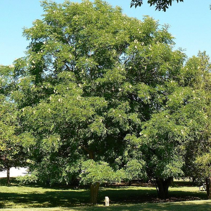 Gymnocladus dioicus ~ Kentucky Coffeetree-ServeScape