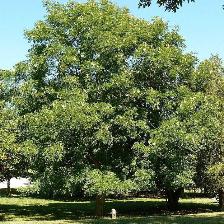 Gymnocladus dioicus ~ Kentucky Coffeetree-ServeScape