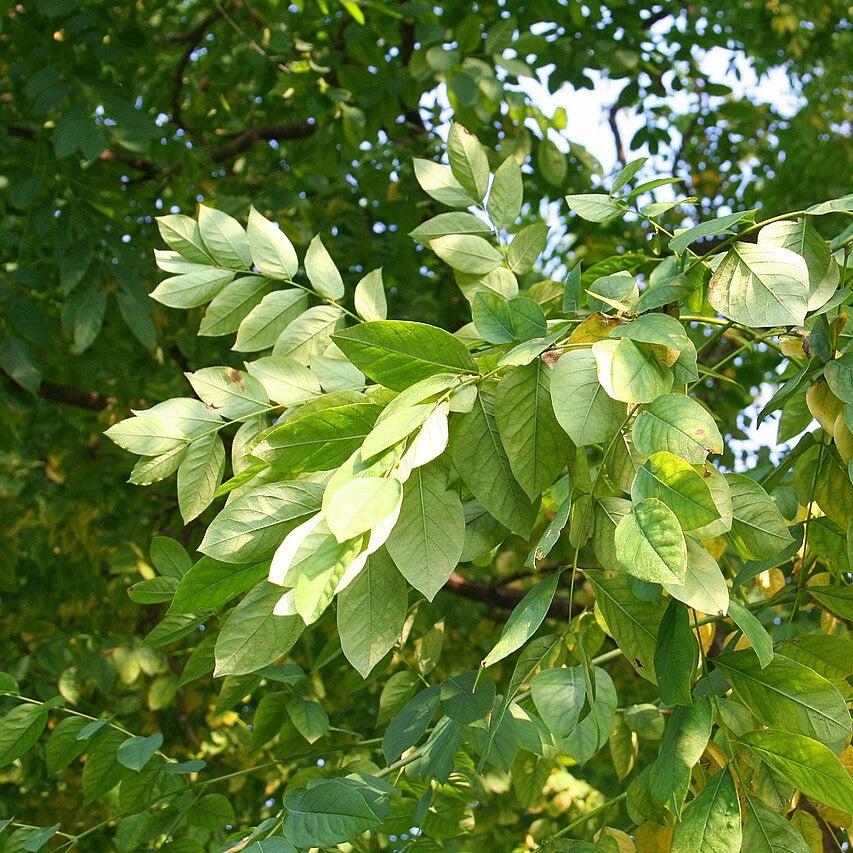 Gymnocladus dioicus ~ Kentucky Coffeetree-ServeScape