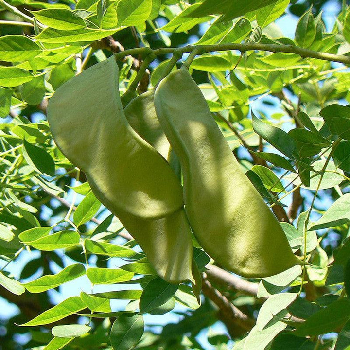 Gymnocladus dioicus ~ Kentucky Coffeetree-ServeScape