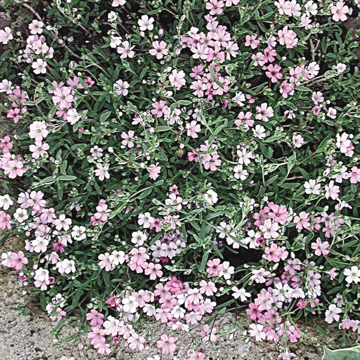 Gypsophila repens 'Rosea' ~ Rosea Creeping Baby's Breath-ServeScape
