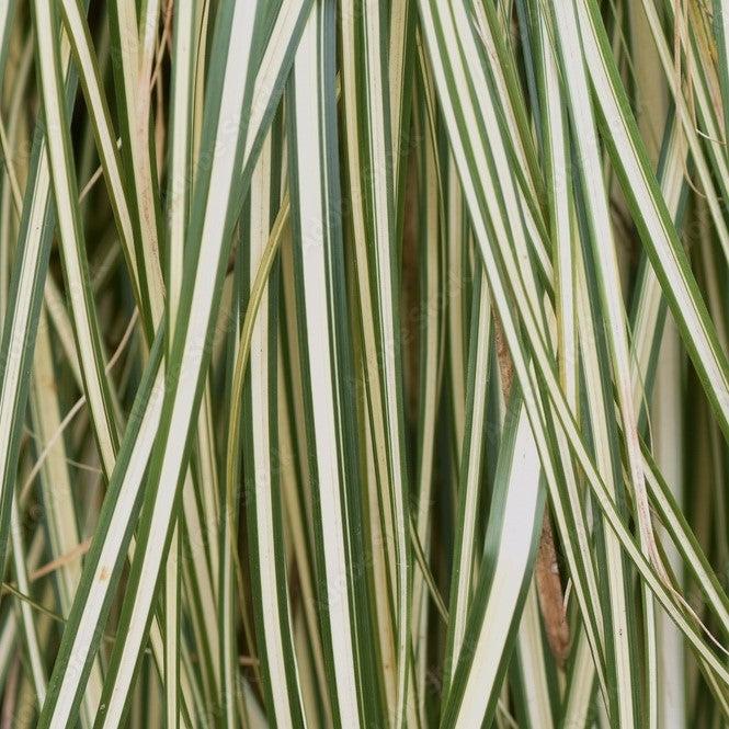 Carex oshimensis 'Everlite' PP28,568 ~ Monrovia® Evercolor® Everlite Variegated Sedge-ServeScape