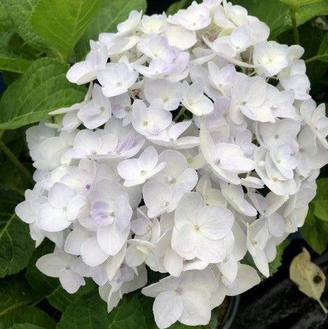 Hydrangea macrophylla 'Blushing Bride' ~ Endless Summer® Blushing Bride® Hydrangea-ServeScape