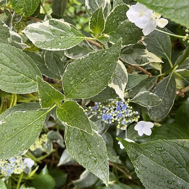 Hydrangea macrophylla 'Mariesii Variegata' ~ Variegated Mariesii Hydrangea-ServeScape