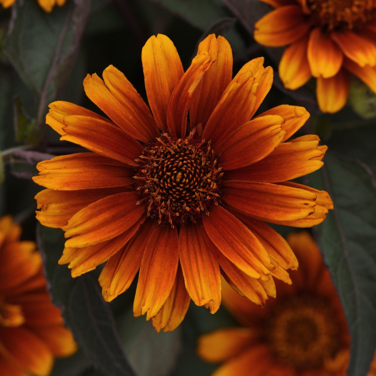 Heliopsis helianthoides 'Summer Eclipse' ~ Summer Eclipse False Sunflower-ServeScape