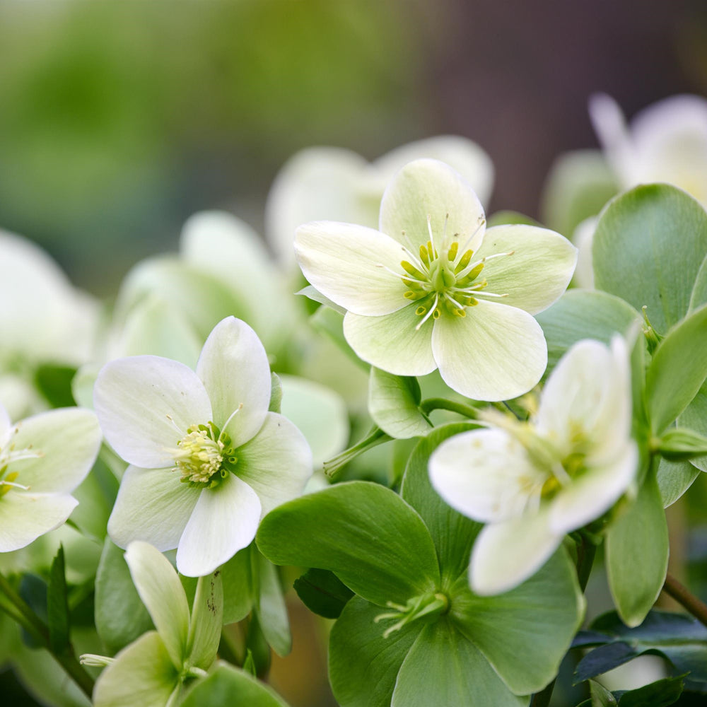 Helleborus x hybridus 'Endless’ ~ JWLS® Endless Lenten Rose-ServeScape