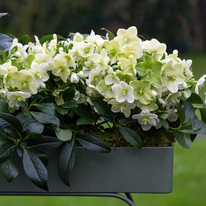 Helleborus x hybridus 'Endless’ ~ JWLS® Endless Lenten Rose-ServeScape