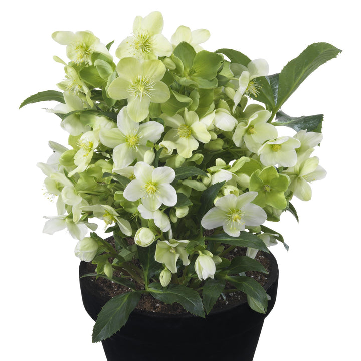 Helleborus x hybridus 'Endless’ ~ JWLS® Endless Lenten Rose-ServeScape