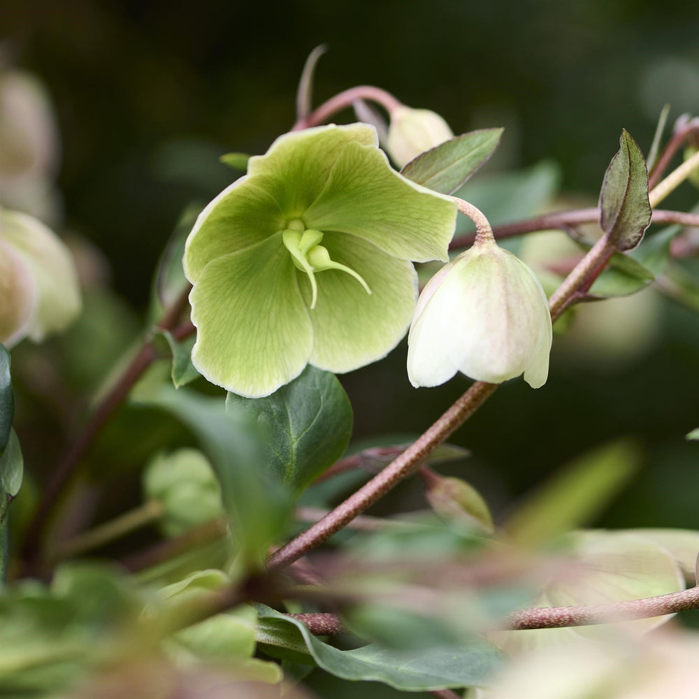 Helleborus x hybridus 'Winterbells' ~ JWLS® Winterbells Lenten Rose-ServeScape