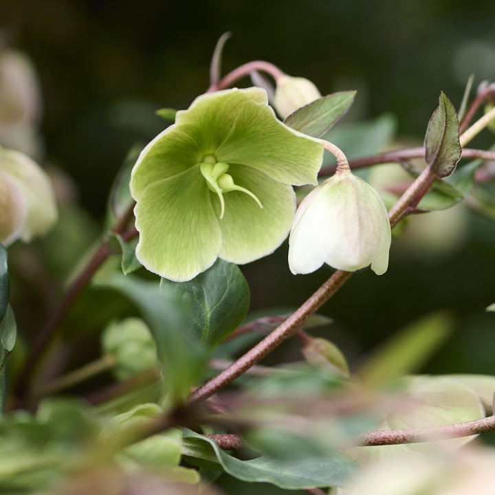 Helleborus x hybridus 'Winterbells' ~ JWLS® Winterbells Lenten Rose-ServeScape
