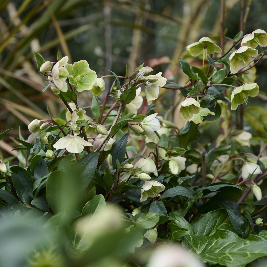 Helleborus x hybridus 'Winterbells' ~ JWLS® Winterbells Lenten Rose-ServeScape