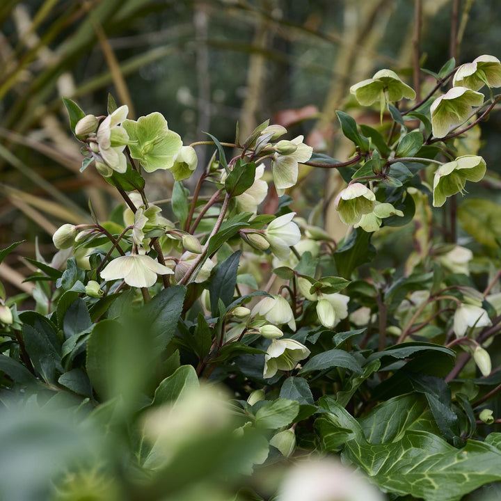 Helleborus x hybridus 'Winterbells' ~ JWLS® Winterbells Lenten Rose-ServeScape
