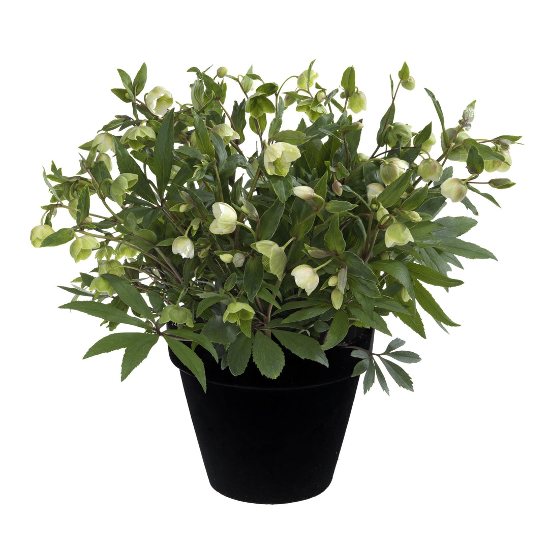 Helleborus x hybridus 'Winterbells' ~ JWLS® Winterbells Lenten Rose-ServeScape