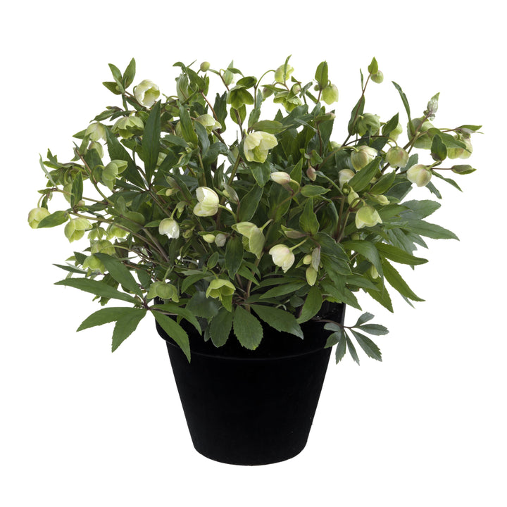 Helleborus x hybridus 'Winterbells' ~ JWLS® Winterbells Lenten Rose-ServeScape