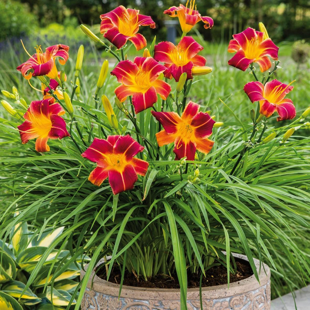 Hemerocallis 'Ver00322' ~ EveryDaylily™ Red Ribs Daylily-ServeScape