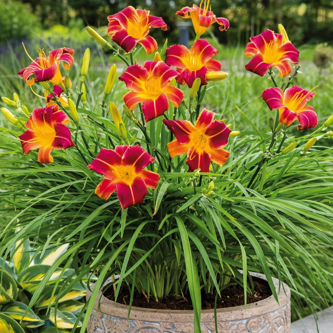 Hemerocallis 'Ver00322' ~ EveryDaylily™ Red Ribs Daylily-ServeScape