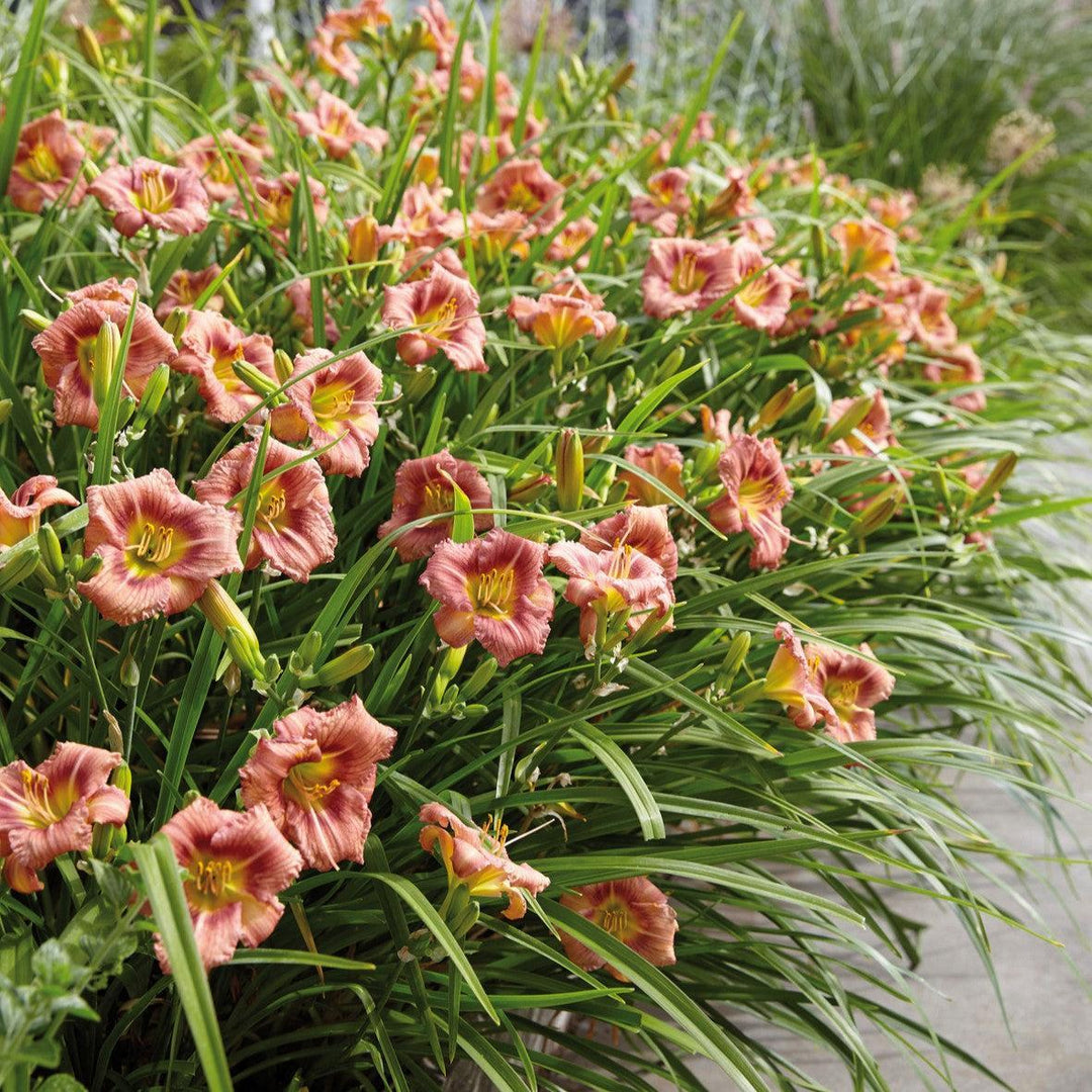 Hemerocallis 'Ver00198' ~ EveryDaylily™ Rose® Daylily-ServeScape