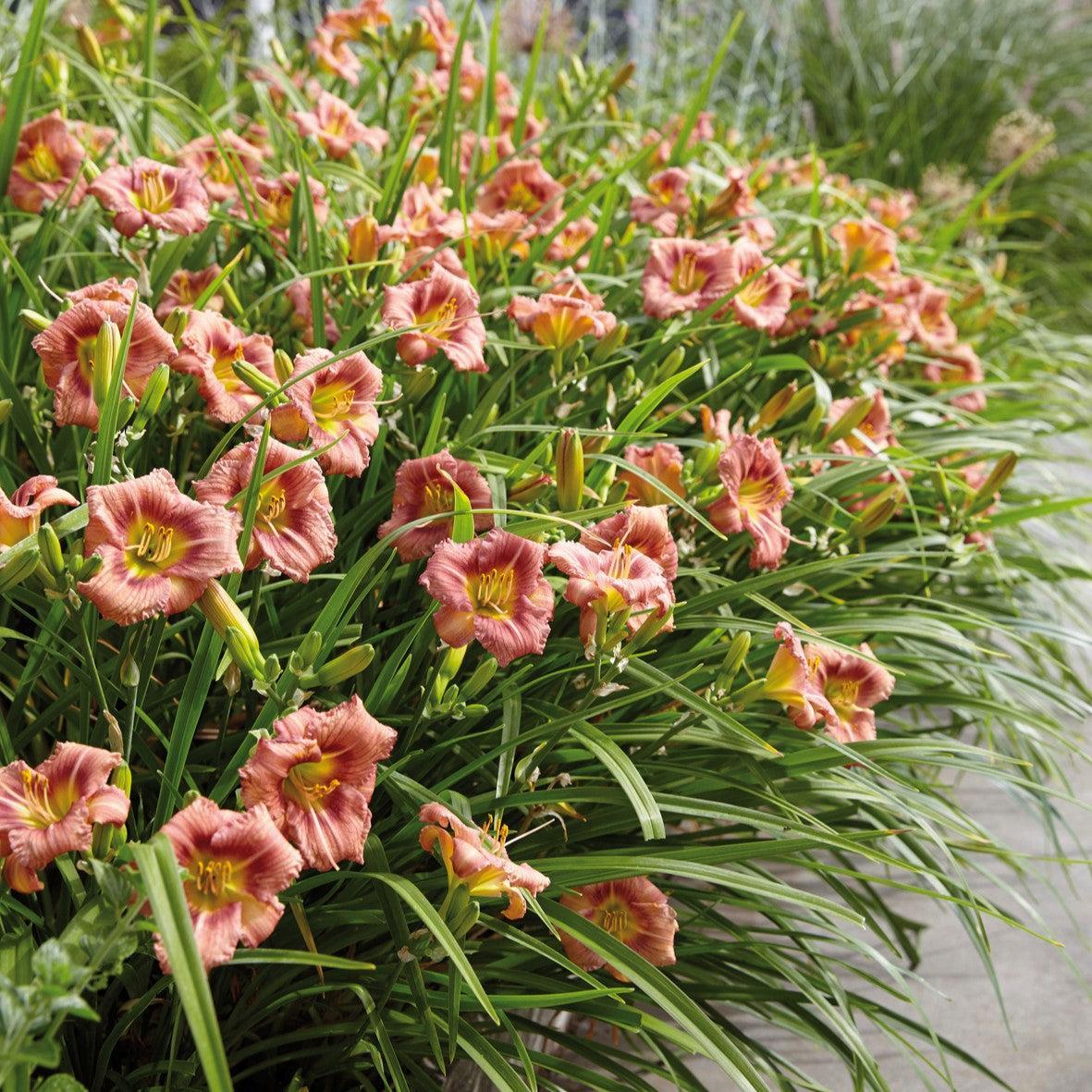 Hemerocallis 'Ver00198' ~ EveryDaylily™ Rose® Daylily-ServeScape
