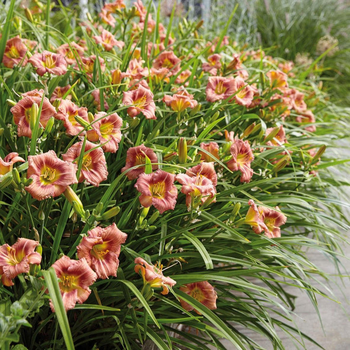 Hemerocallis 'Ver00198' ~ EveryDaylily™ Rose® Daylily-ServeScape