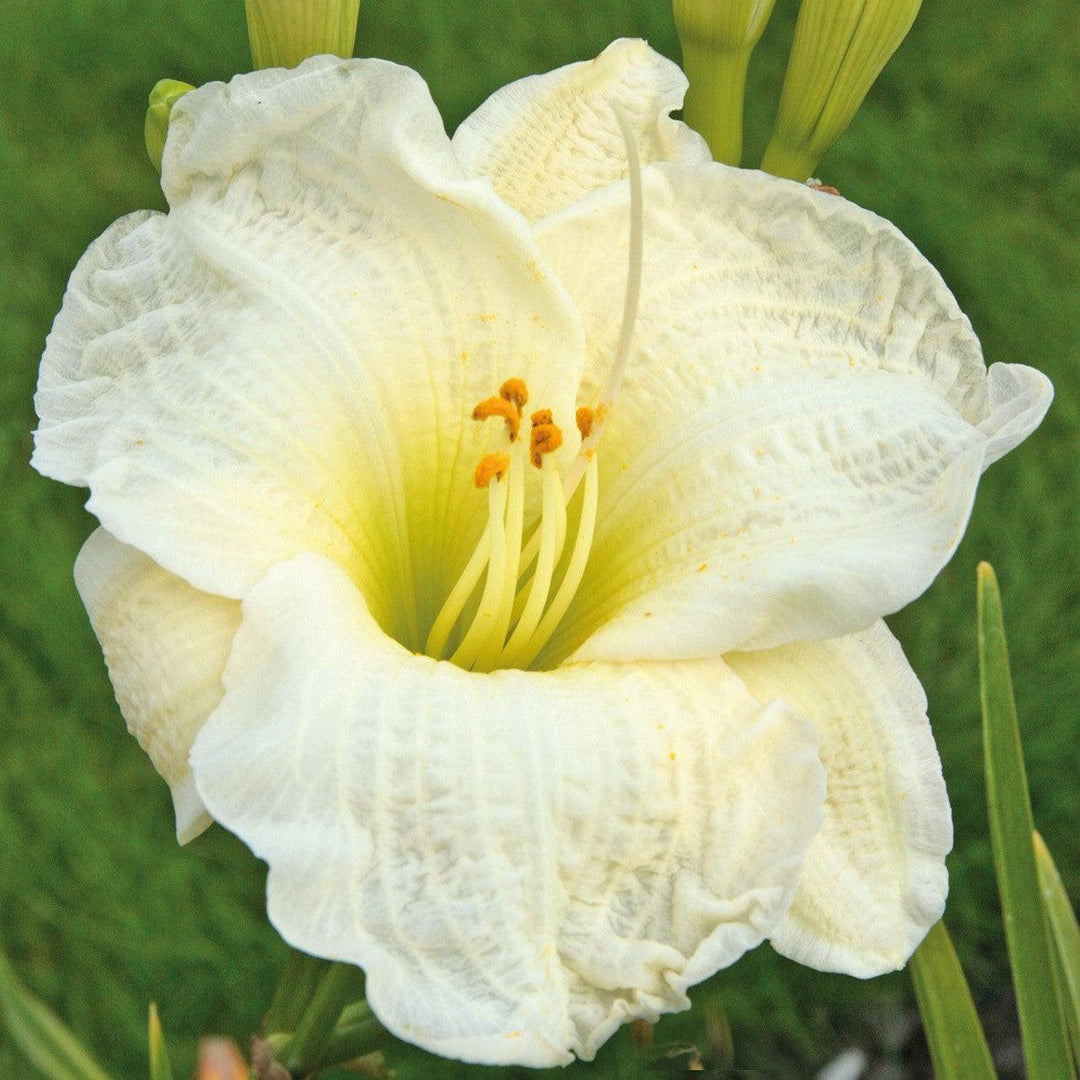 Hemerocallis 'Gentle Shepherd' ~ Gentle Shepherd Daylily-ServeScape