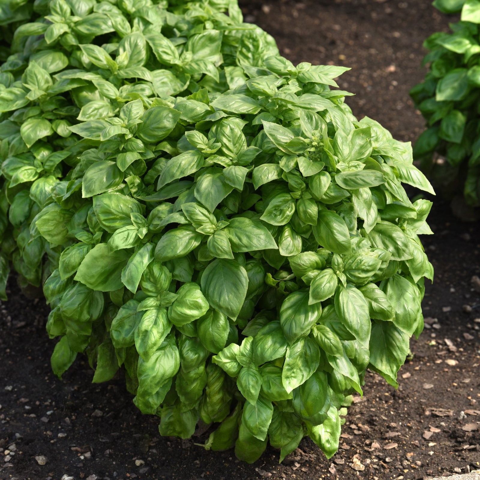 Ocimum basilicum 'Everleaf Genovese' ~ Everleaf Genovese Basil-ServeScape