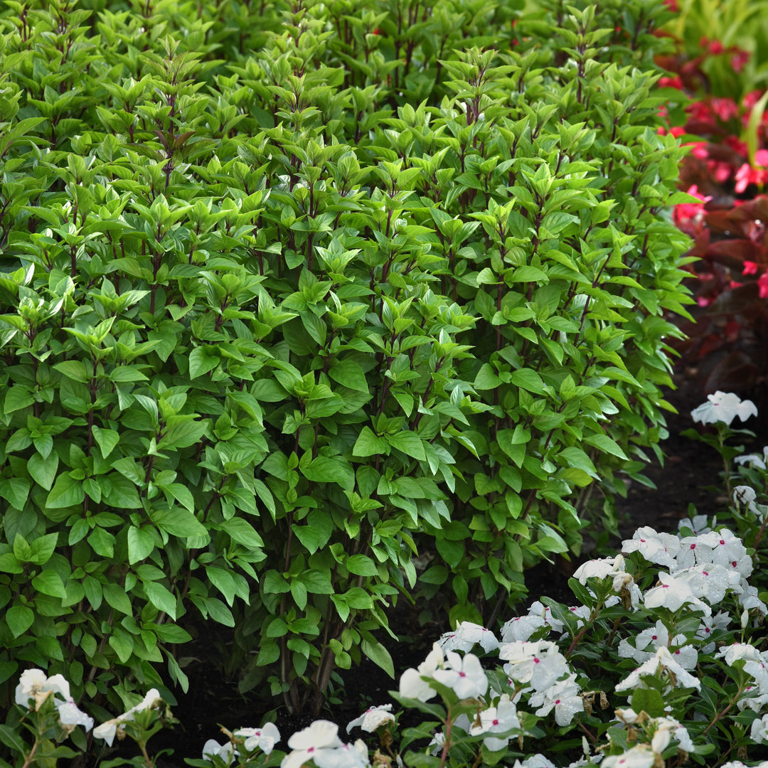 Ocimum basilicum 'Everleaf Thai Towers' ~ Everleaf Thai Towers Basil-ServeScape