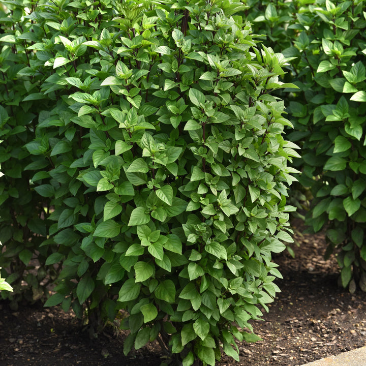Ocimum basilicum 'Everleaf Thai Towers' ~ Everleaf Thai Towers Basil-ServeScape