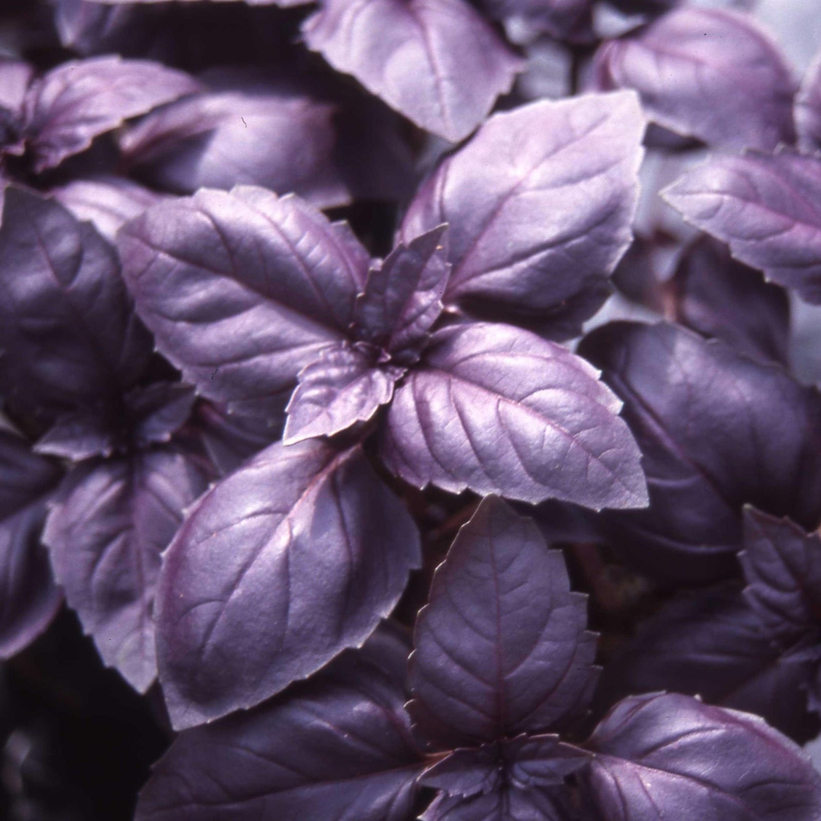 Ocimum basilicum 'Purpurascens' ~ Red Rubin Basil-ServeScape