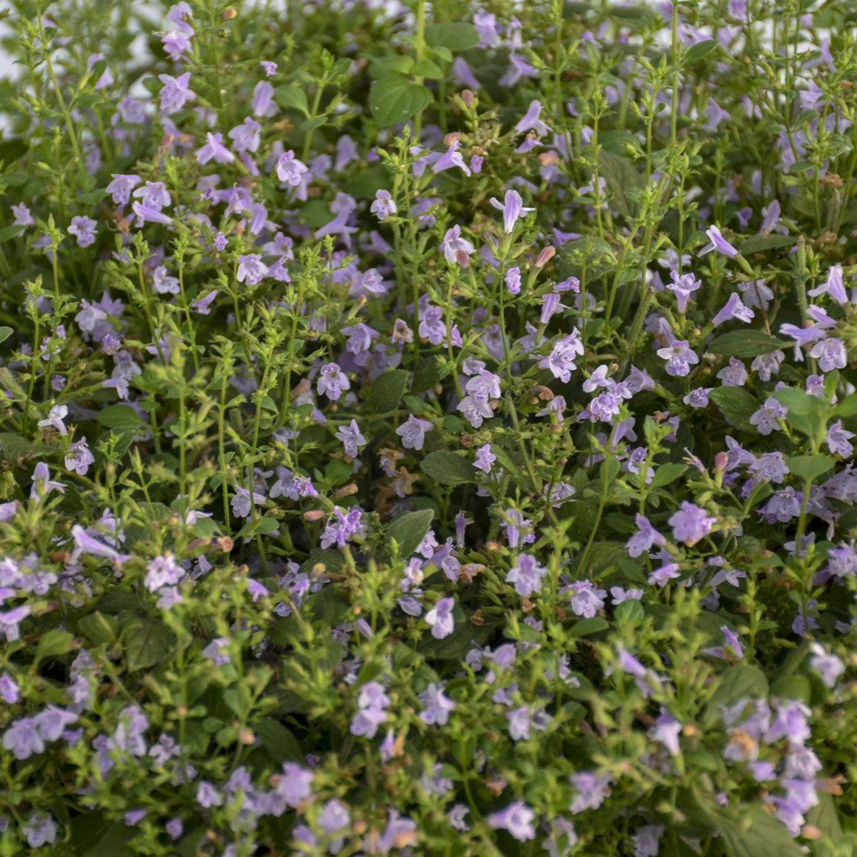 Calamintha nepeta 'Marvelette Blue' ~ Marvelette Blue Catmint-ServeScape