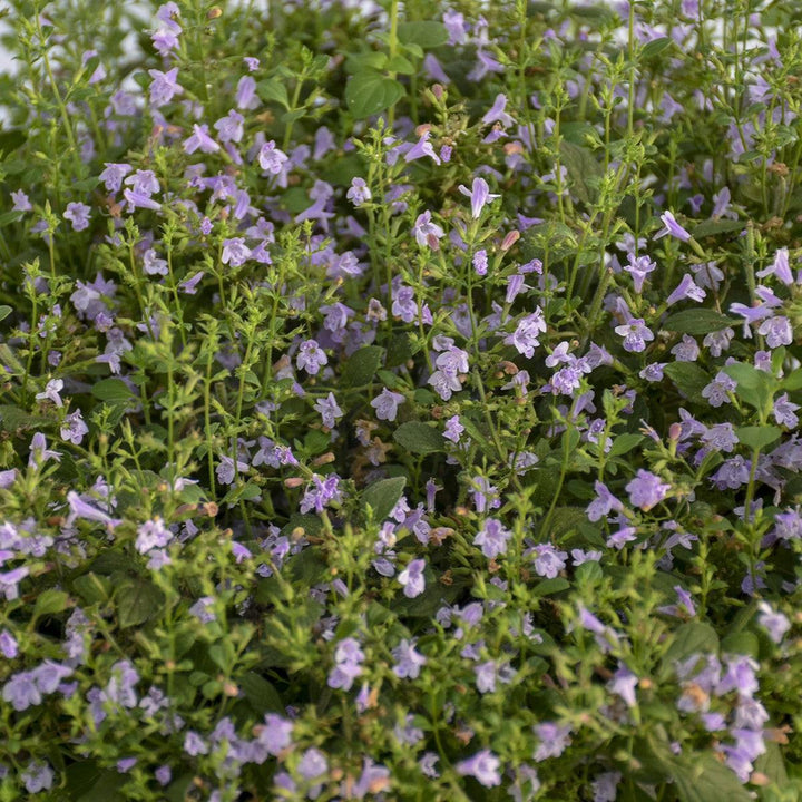 Calamintha nepeta 'Marvelette Blue' ~ Marvelette Blue Catmint-ServeScape