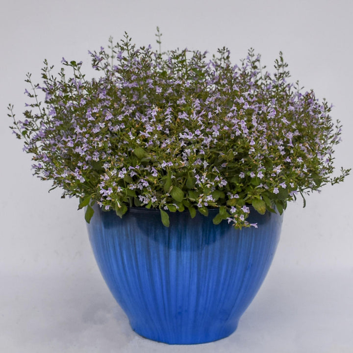 Calamintha nepeta 'Marvelette Blue' ~ Marvelette Blue Catmint-ServeScape