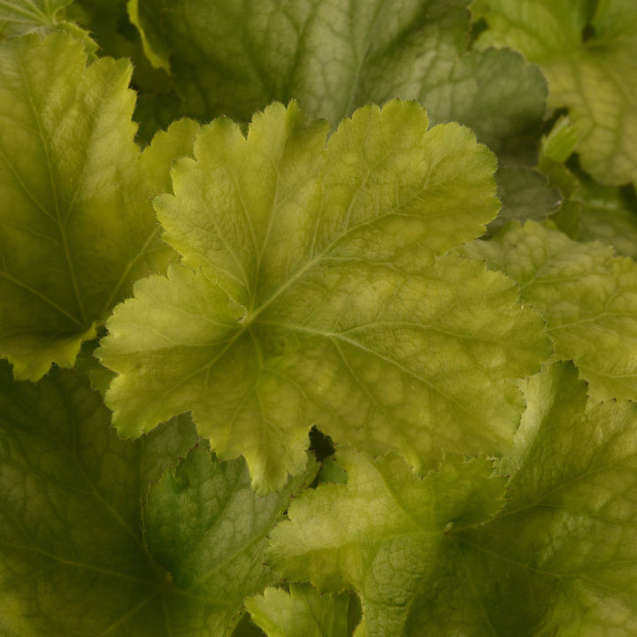 Heuchera x villosa ‘Balcarnlest’ ~ Carnival Lime Zest Coral Bells-ServeScape