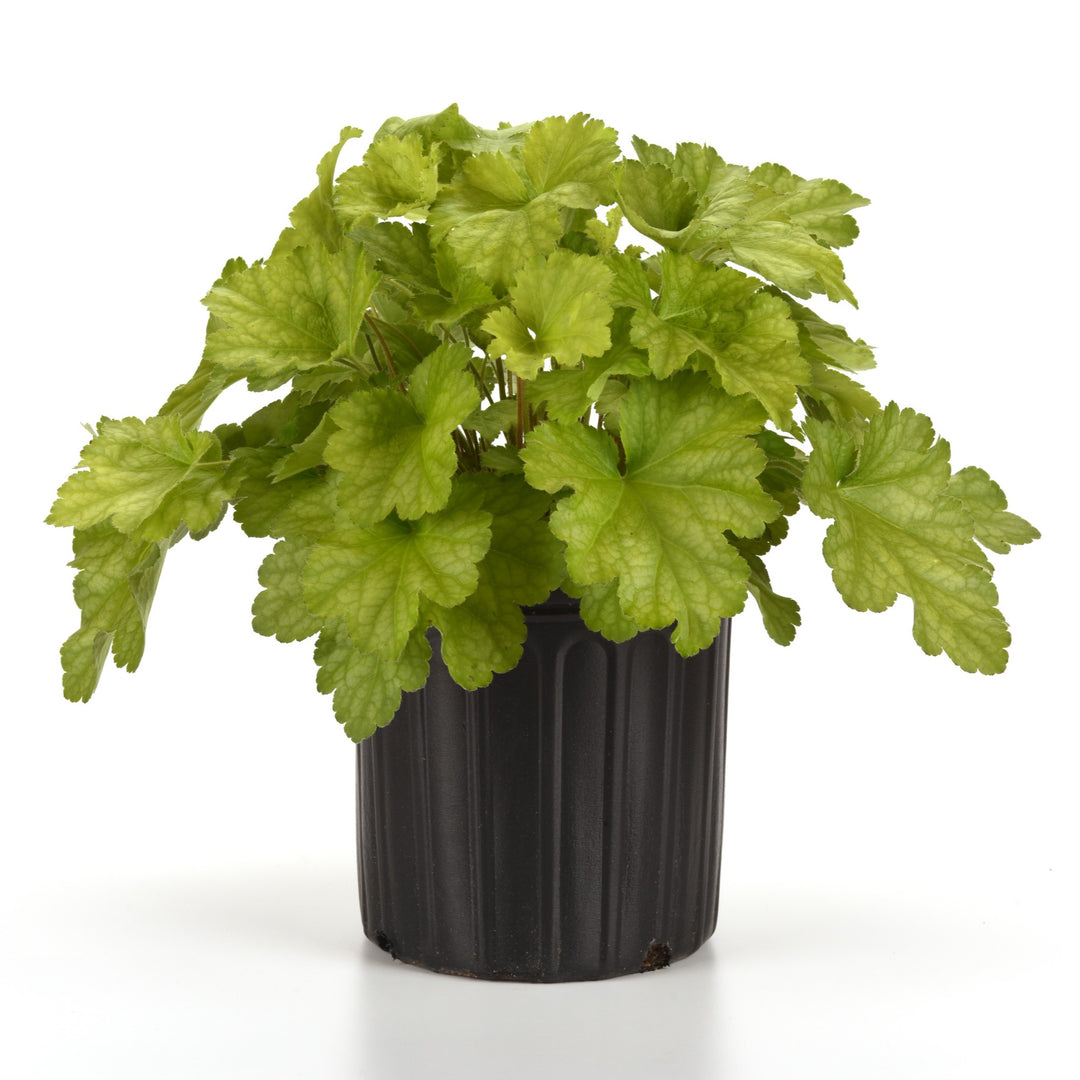 Heuchera x villosa ‘Balcarnlest’ ~ Carnival Lime Zest Coral Bells-ServeScape