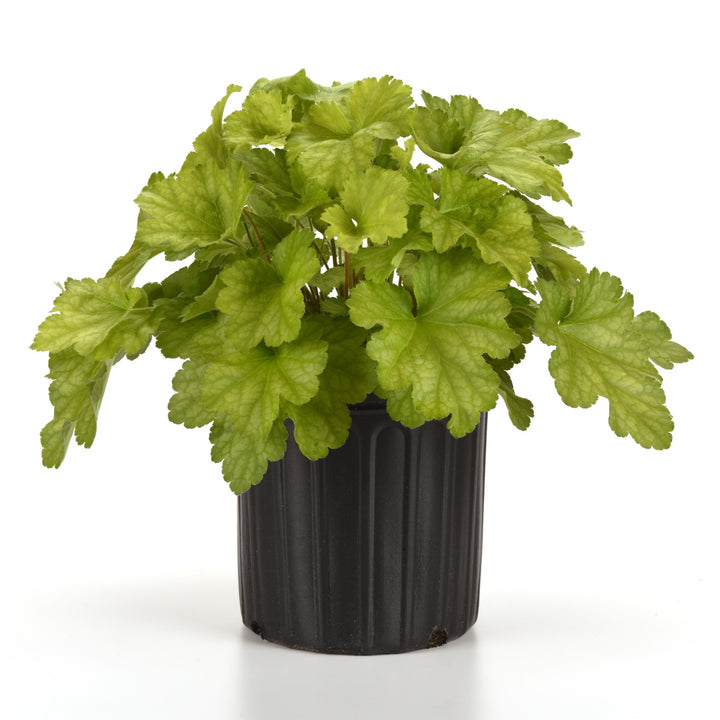 Heuchera x villosa ‘Balcarnlest’ ~ Carnival Lime Zest Coral Bells-ServeScape