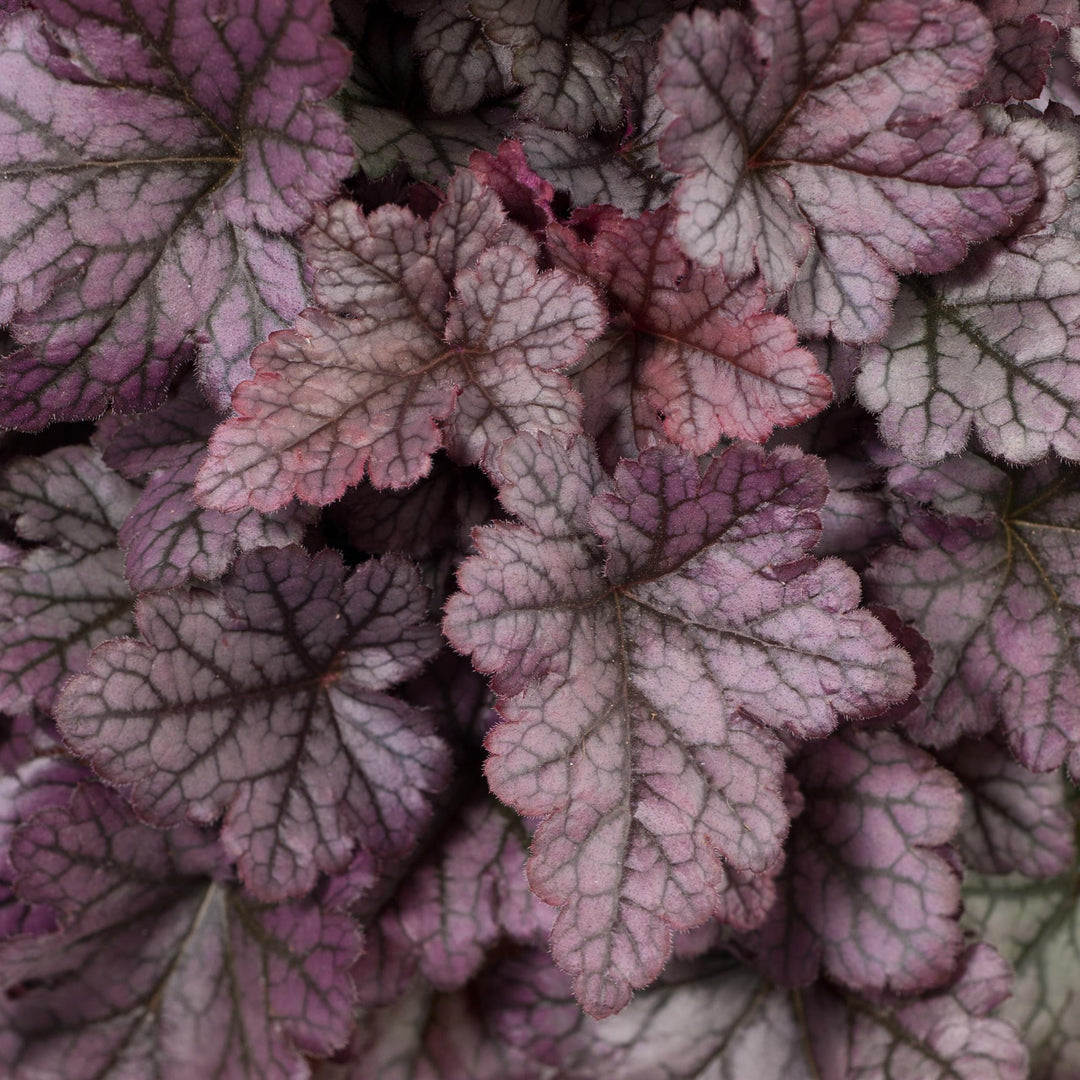 Heuchera 'Purple Rain Forest' ~ Kira™ Purple Rain Forest Heuchera-ServeScape
