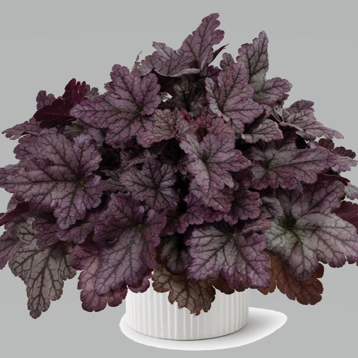 Heuchera 'Purple Rain Forest' ~ Kira™ Purple Rain Forest Heuchera-ServeScape