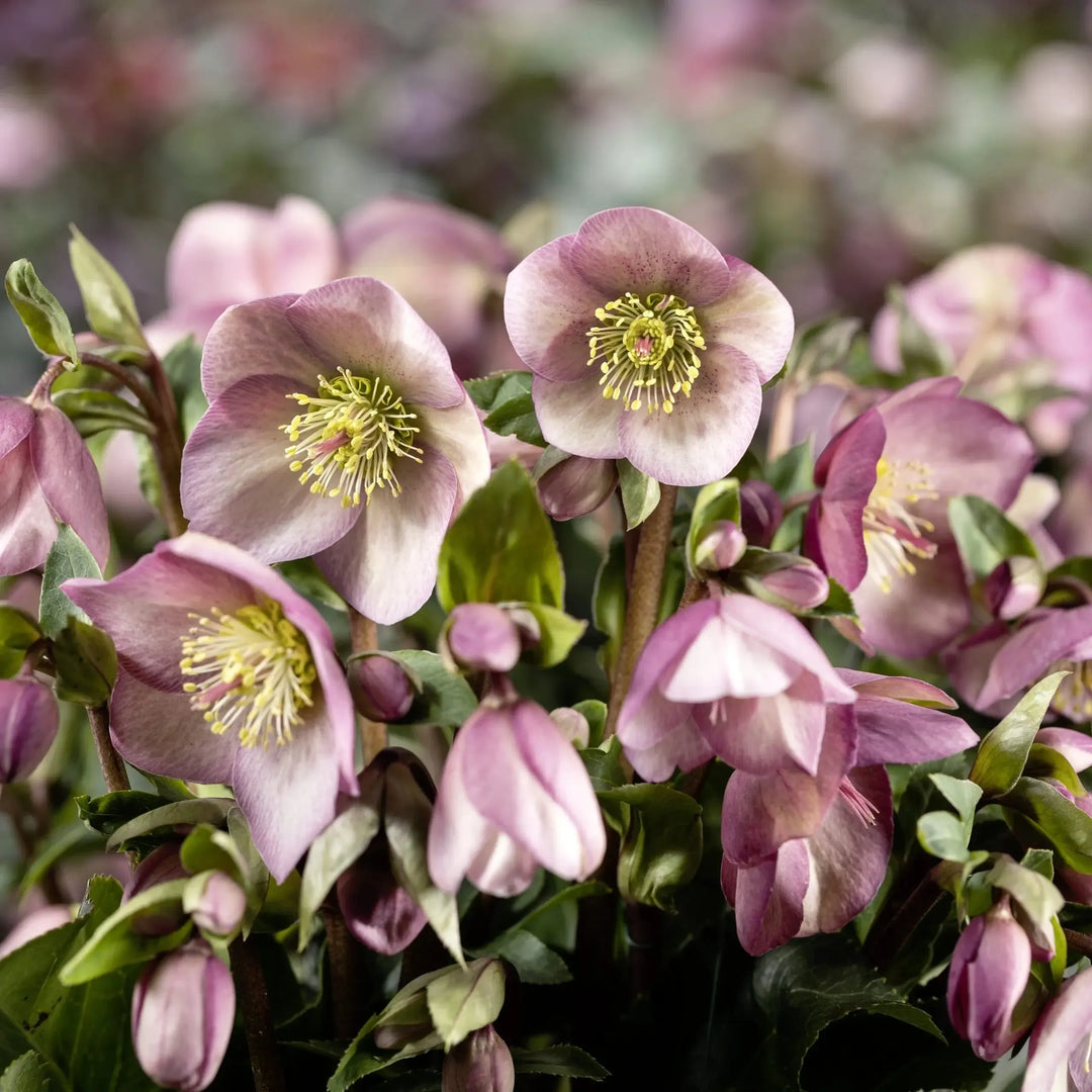 Helleborus x hybridus 'Rosy' ~ HGC® Ice Breaker® Rosy Lenten Rose-ServeScape