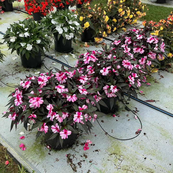 Impatiens hawkeri 'Magnum Violet Star' ~ Magnum Violet Star New Guinea Impatiens-ServeScape