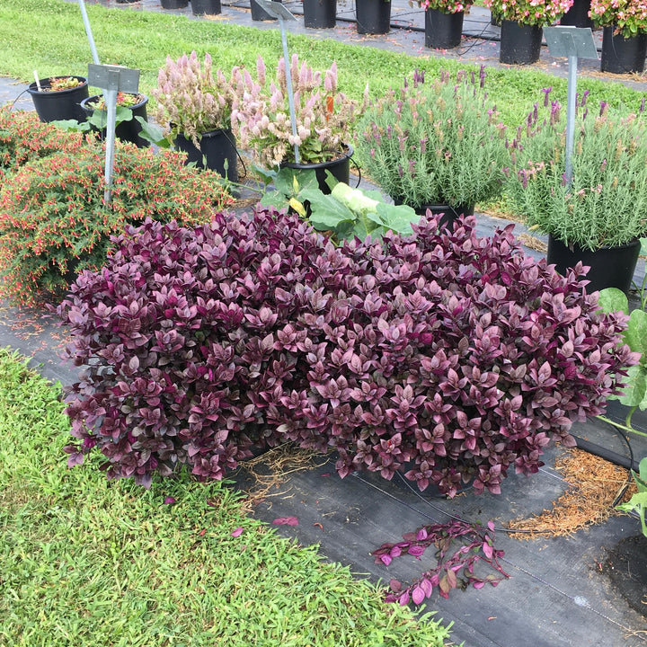 Alternanthera 'Coco Chili' ~ FanciFillers™ Coco Chili Joseph's Coat-ServeScape