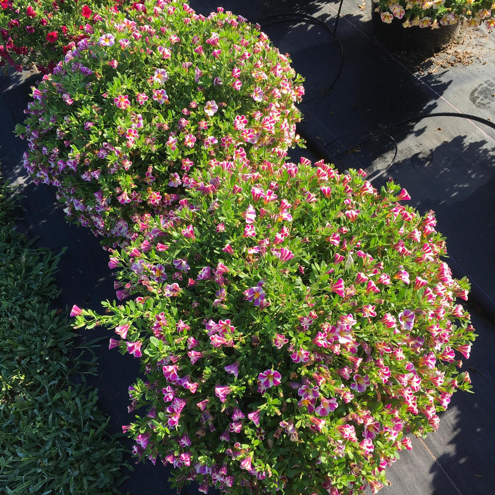 Calibrachoa 'Fancy Berry' ~ Candy Shop™ Fancy Berry Calibrachoa-ServeScape