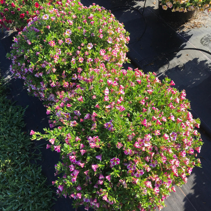 Calibrachoa 'Fancy Berry' ~ Candy Shop™ Fancy Berry Calibrachoa-ServeScape