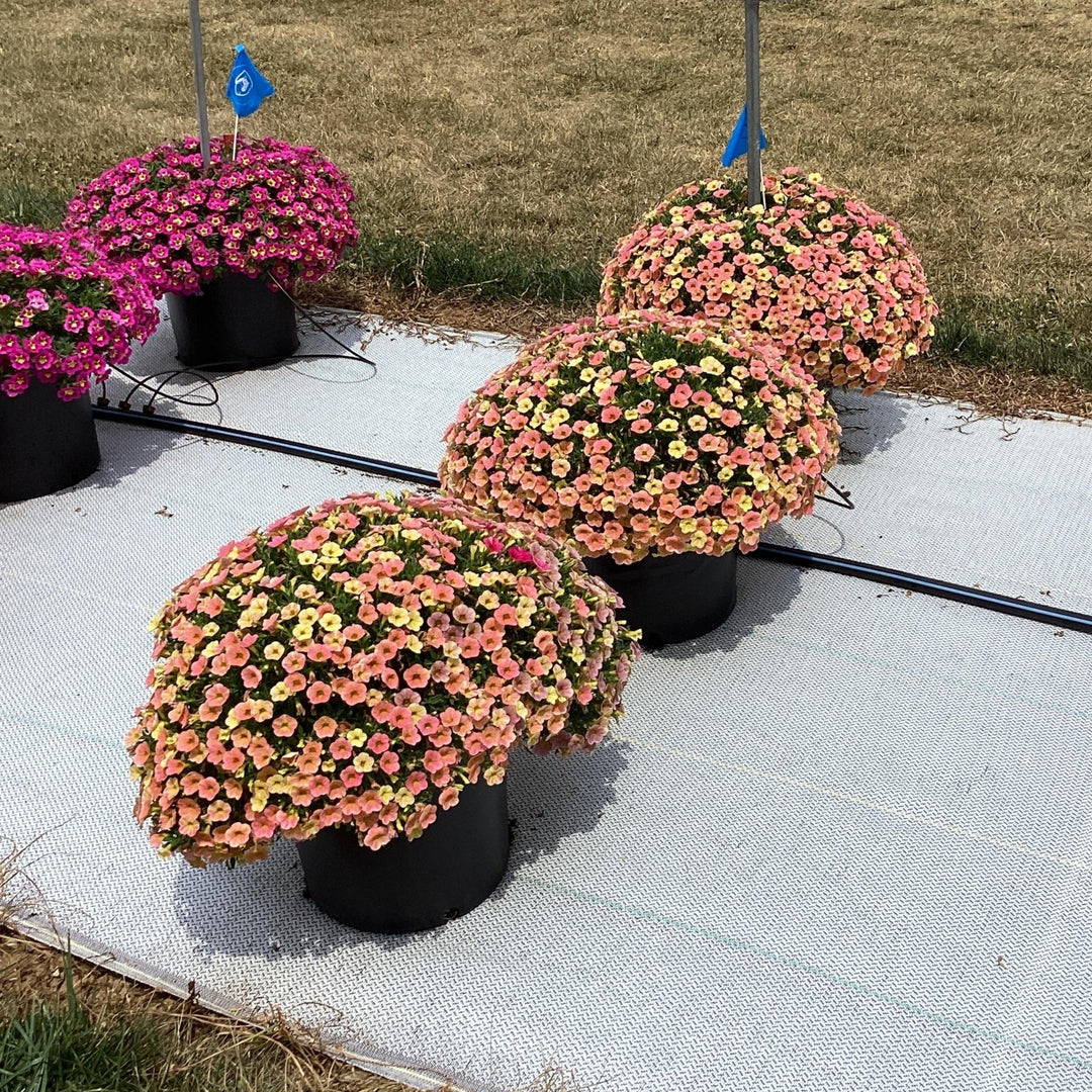 Calibrachoa hybrida 'Balchadap' ~ Cha-Cha™ Diva Apricot Calibrachoa-ServeScape