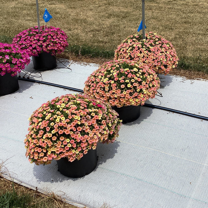 Calibrachoa hybrida 'Balchadap' ~ Cha-Cha™ Diva Apricot Calibrachoa-ServeScape